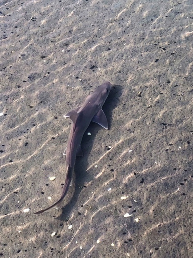 Sand Sharks